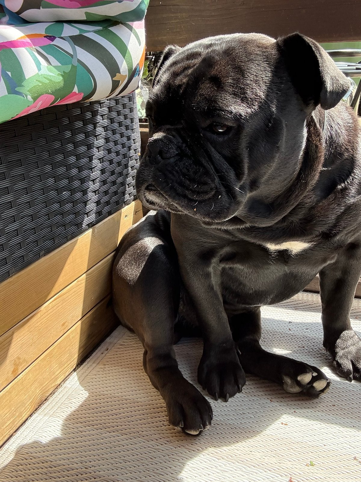 Old english bulldog reu 2,5 jaar, Dieren en Toebehoren, Honden | Bulldogs, Pinschers en Molossers, Reu, 1 tot 2 jaar, Bulldog