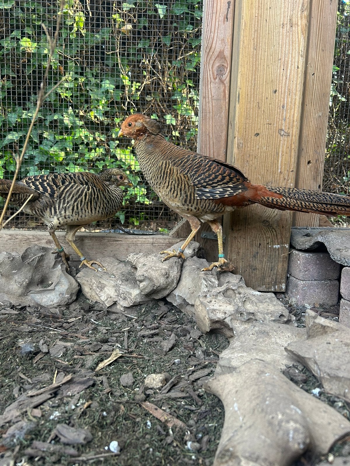 Trio goudfazanten 5000-serie, Dieren en Toebehoren, Meerdere dieren, Geringd