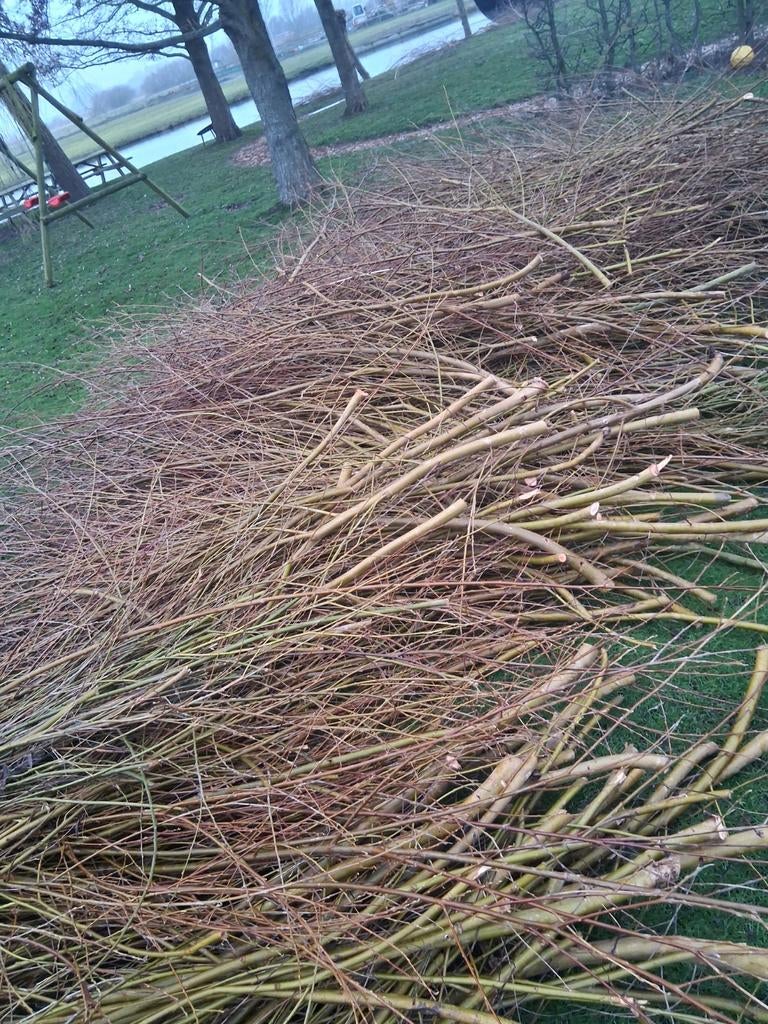 Wilgebboom takken GRATIS ophalen!!!, Tuin en Terras, Ophalen, Nieuw