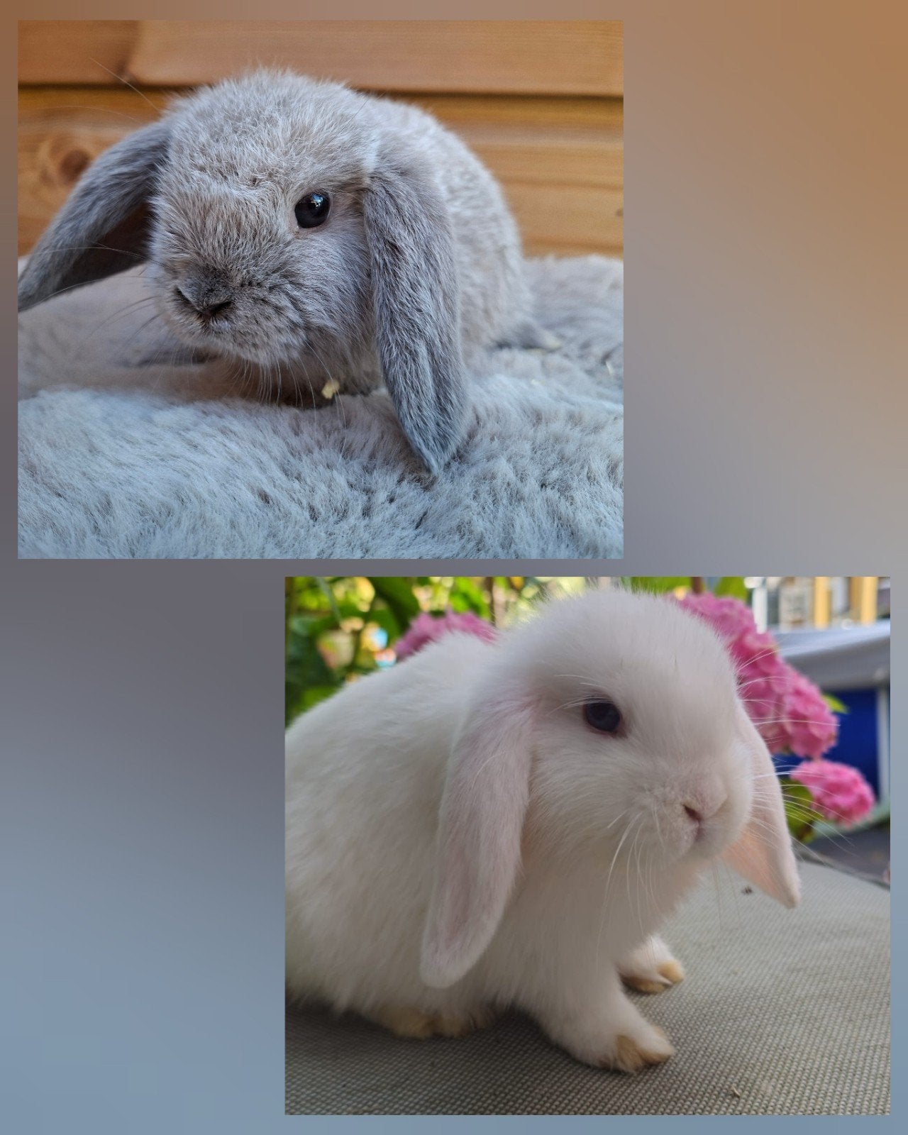 Mooi koppeltje nhd x minilop beschikbaar, Dieren en Toebehoren, Konijnen, Meerdere dieren, Dwerg, Hangoor, 0 tot 2 jaar