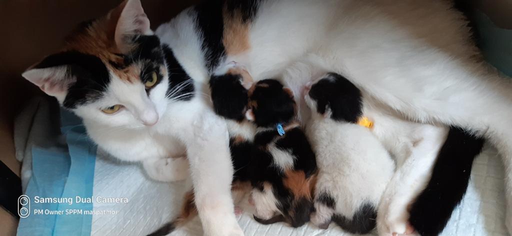Kittens te koop