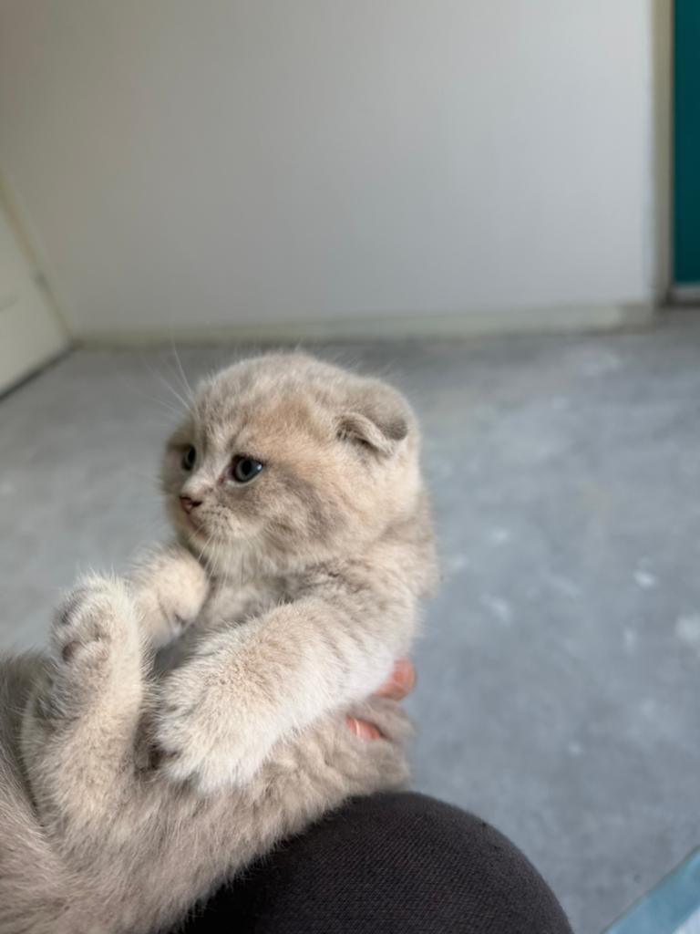 Brits korthaar, Poes, Ontwormd, 0 tot 2 jaar