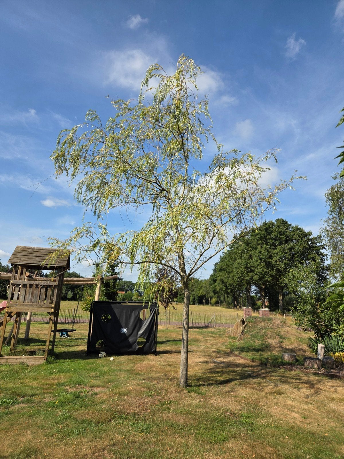 Treurwilg, Bloeit niet, Overige soorten, 400 cm of meer, Ophalen