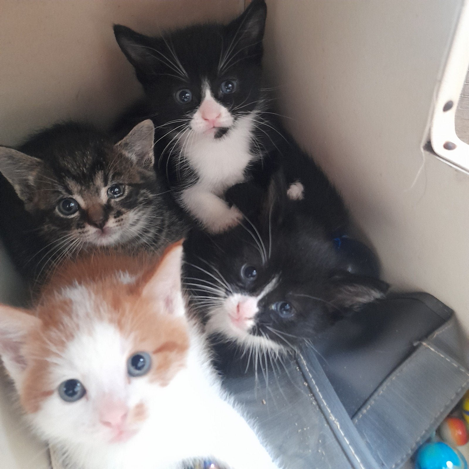 Kitten poes kater 12 week en 4 week, Meerdere dieren, Kortharig, 0 tot 2 jaar