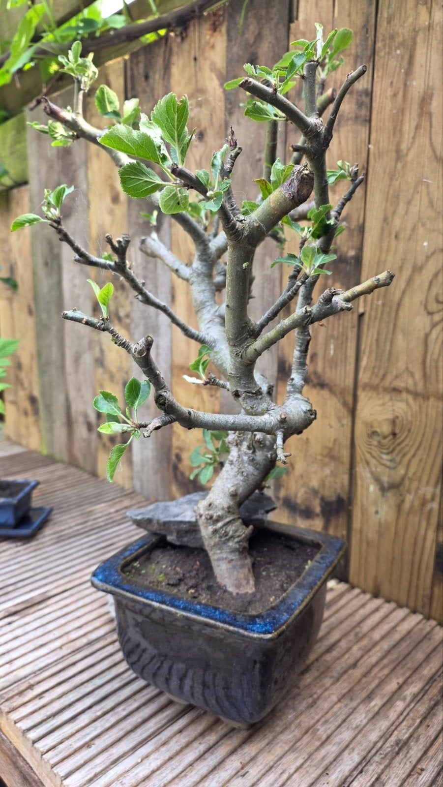 Bonsai appelboom - Uniek en decoratief, Ophalen, Overige soorten, Volle zon
