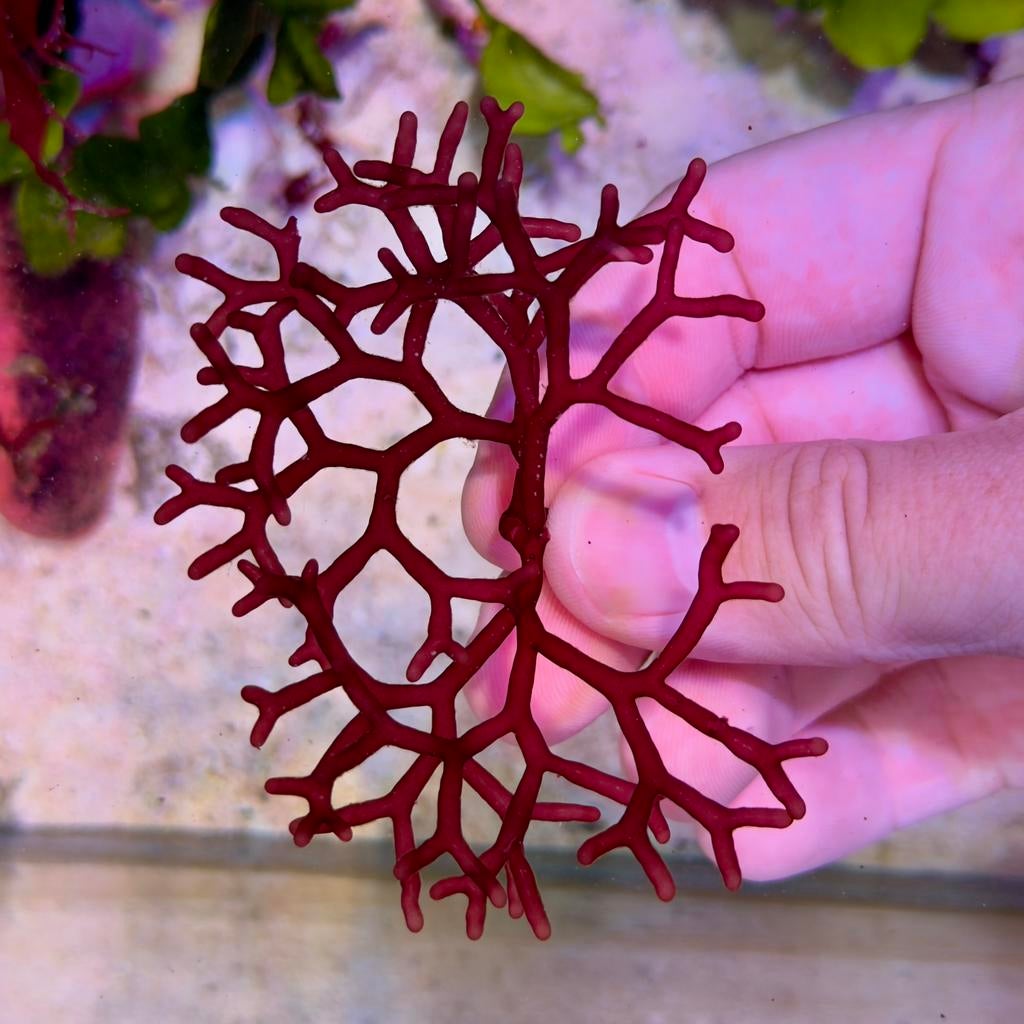 Zeewier voor het zeeaquarium | Macro Algae, Overige typen, Zoutwatervis