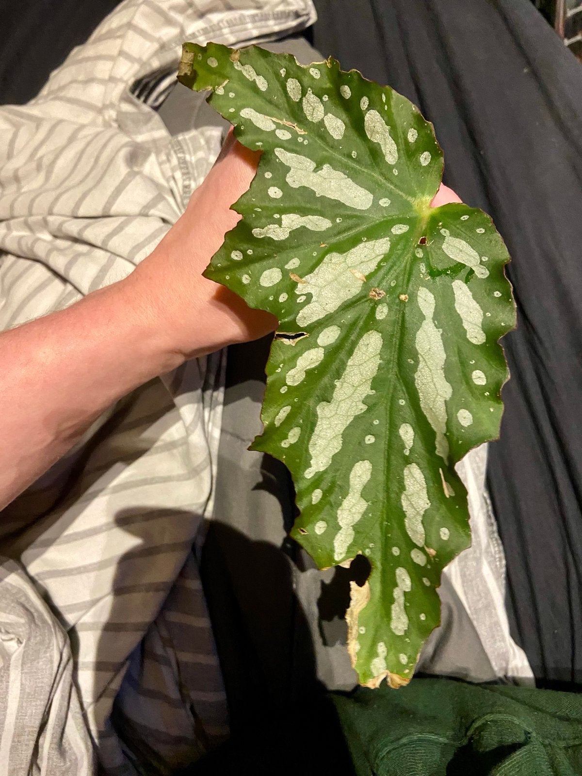 Begonia Aconitifolia (cane/angel wing) gewortelde stekjes, Overige soorten, Vaste plant, Ophalen of Verzenden, Bloeit niet