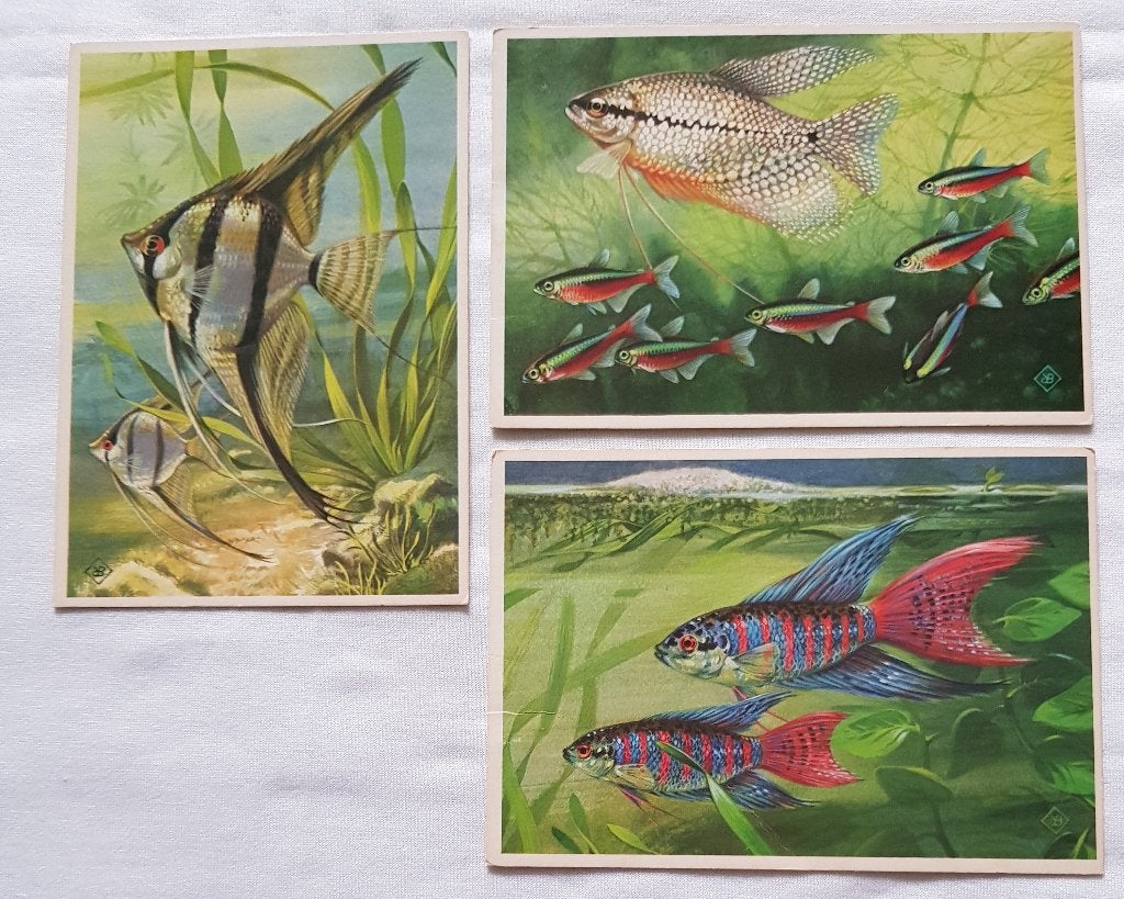 Oude ansichtkaarten vissen, Dieren en Toebehoren, Vis, Zoetwatervis