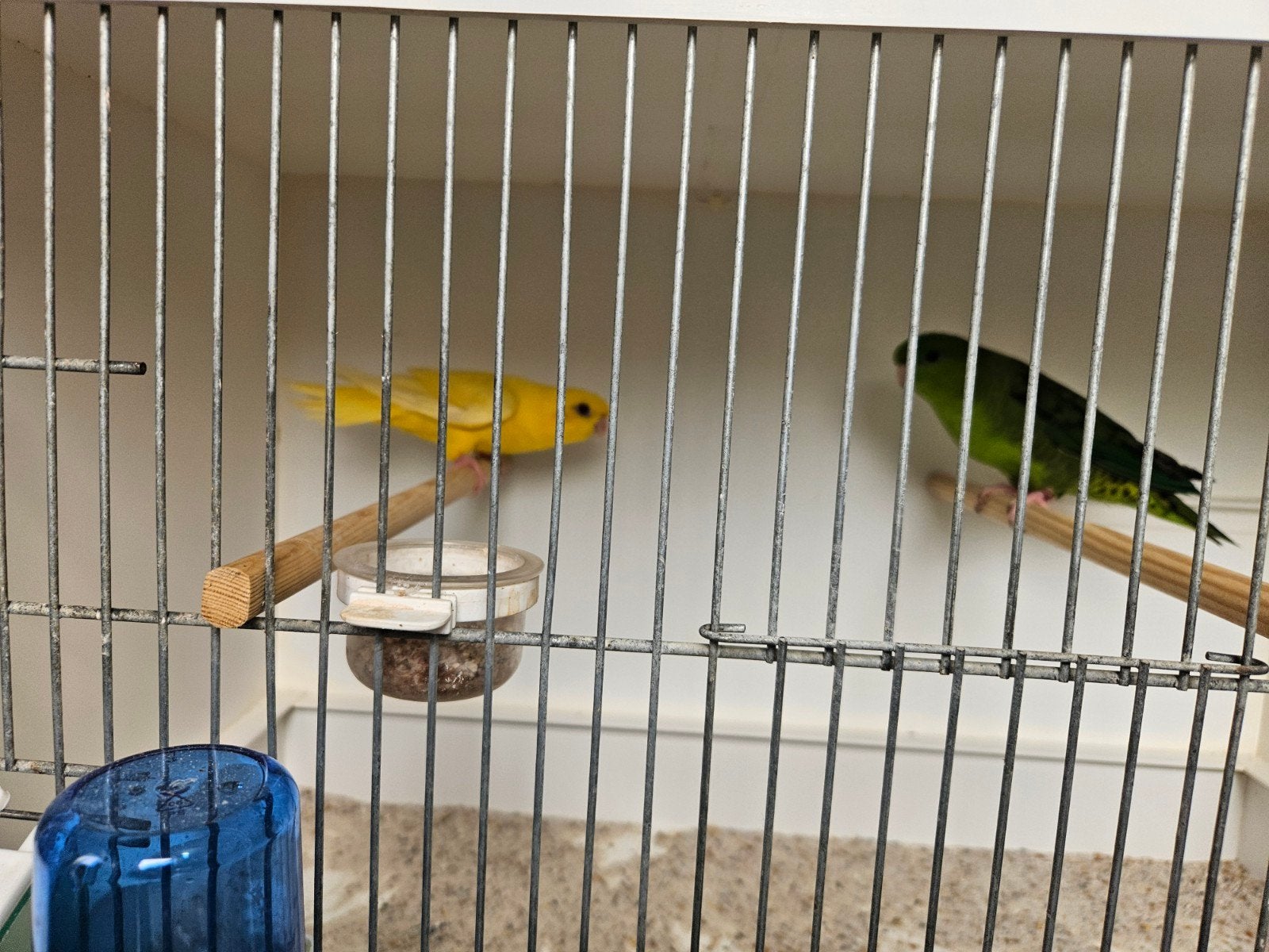 Te koop, Dieren en Toebehoren, Meerdere dieren, Parkiet, Geringd