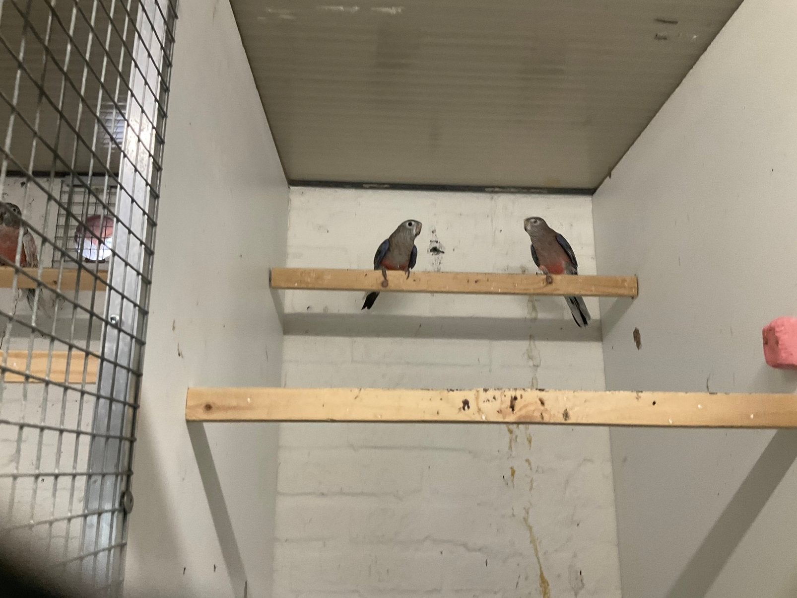 Bourke te koop violet wildkleur voor blauw, Meerdere dieren