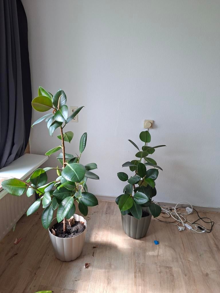 Twee Ficus planten in pot, Huis en Inrichting, Ophalen of Verzenden