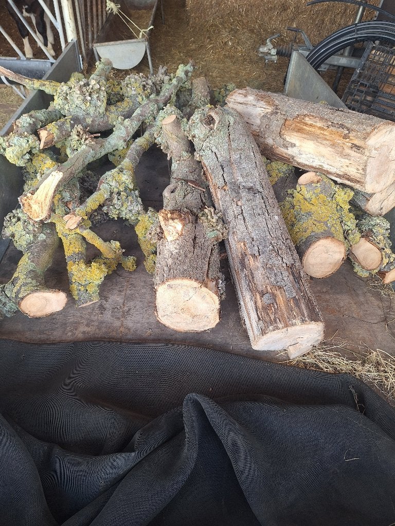 Te Koop haardhout, Minder dan 3 m³, Ophalen, Overige houtsoorten, Stammen