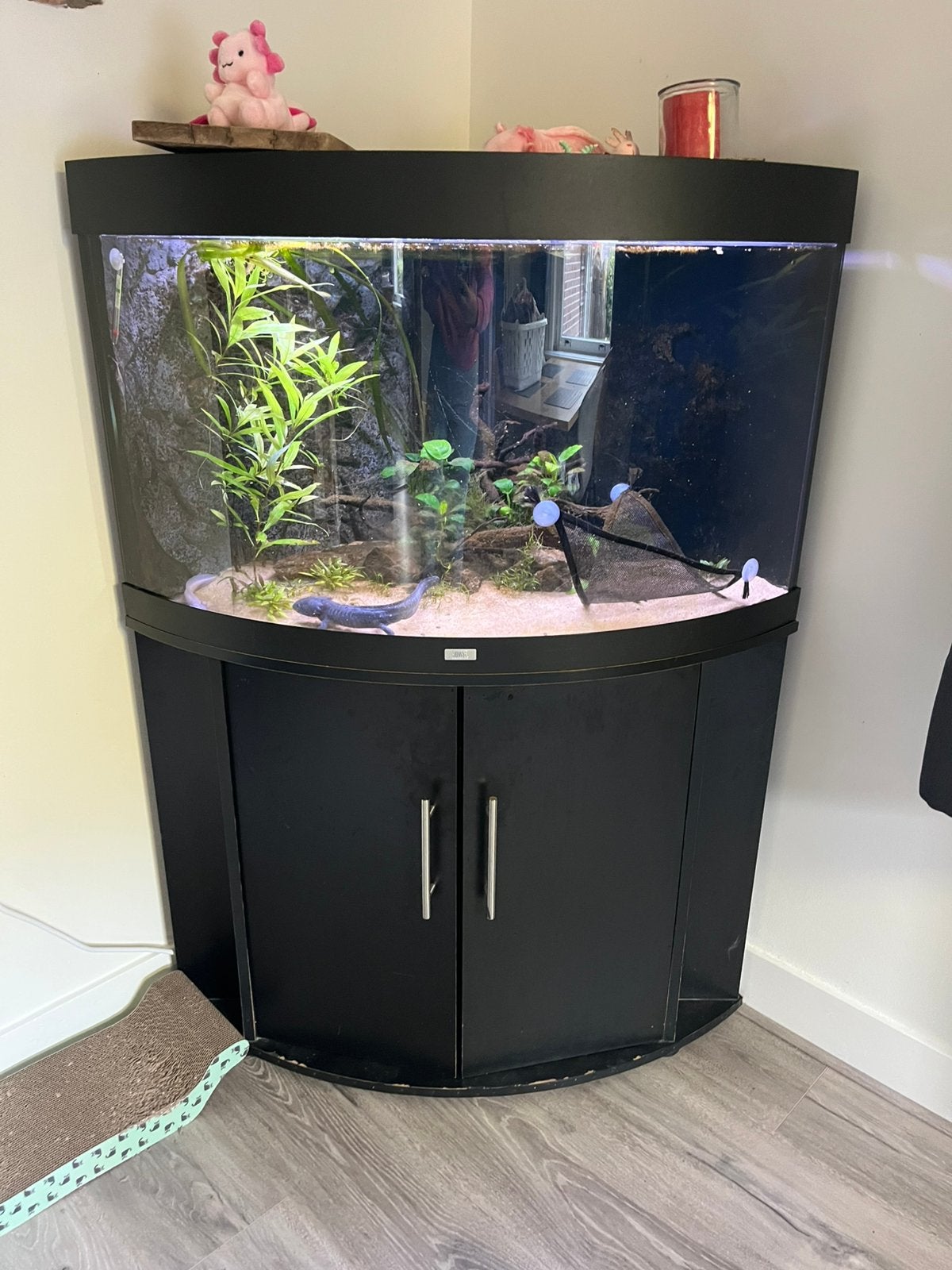Juwel trigon 190 incl axolotls, Ophalen, Gebruikt, Gevuld zoetwateraquarium, Inclusief vissen