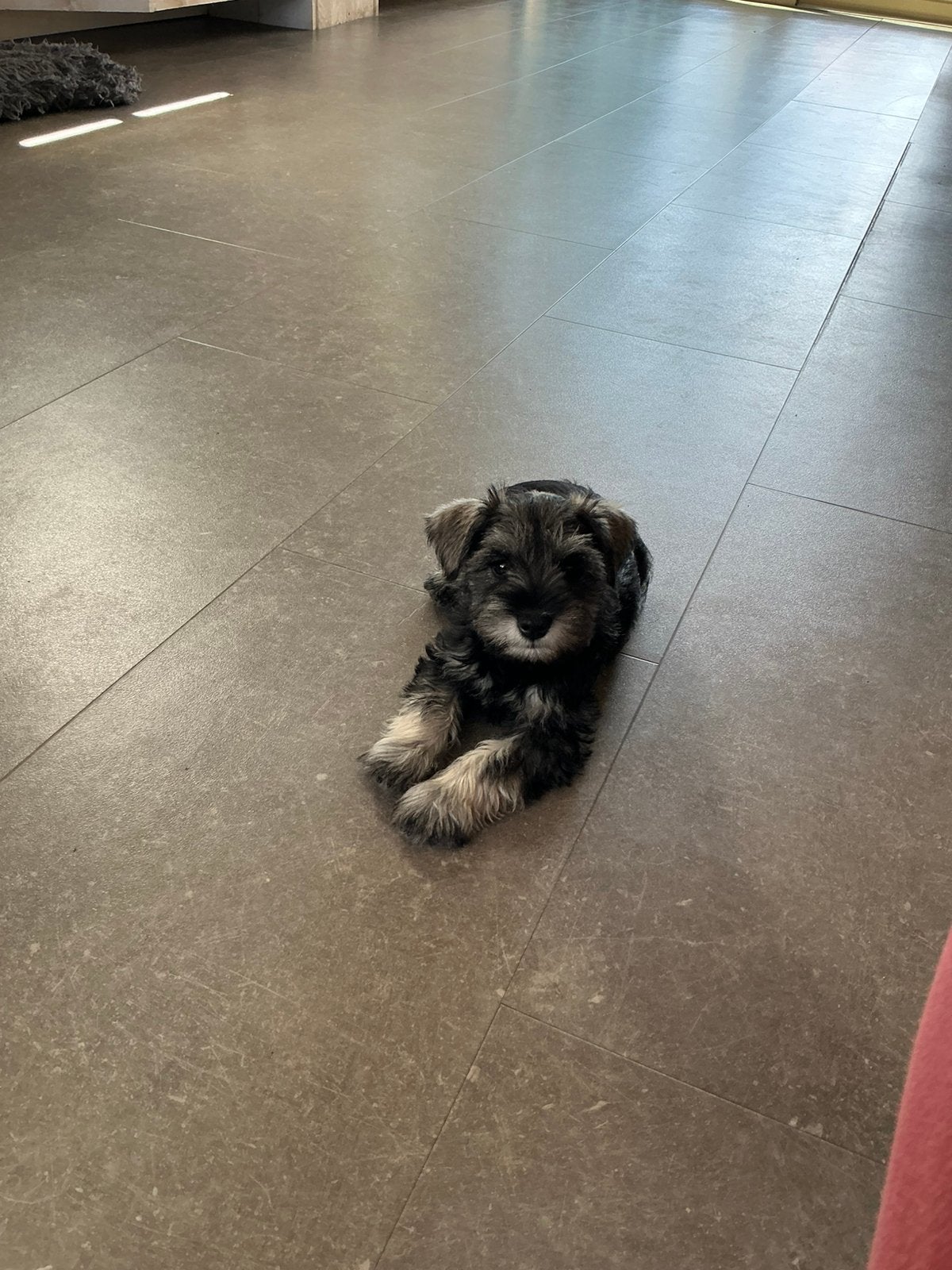 Dwerg schnauzer Dwergschnauzer pup reutje peper/zout, Parvo, Overige rassen, 8 tot 15 weken, Meerdere dieren