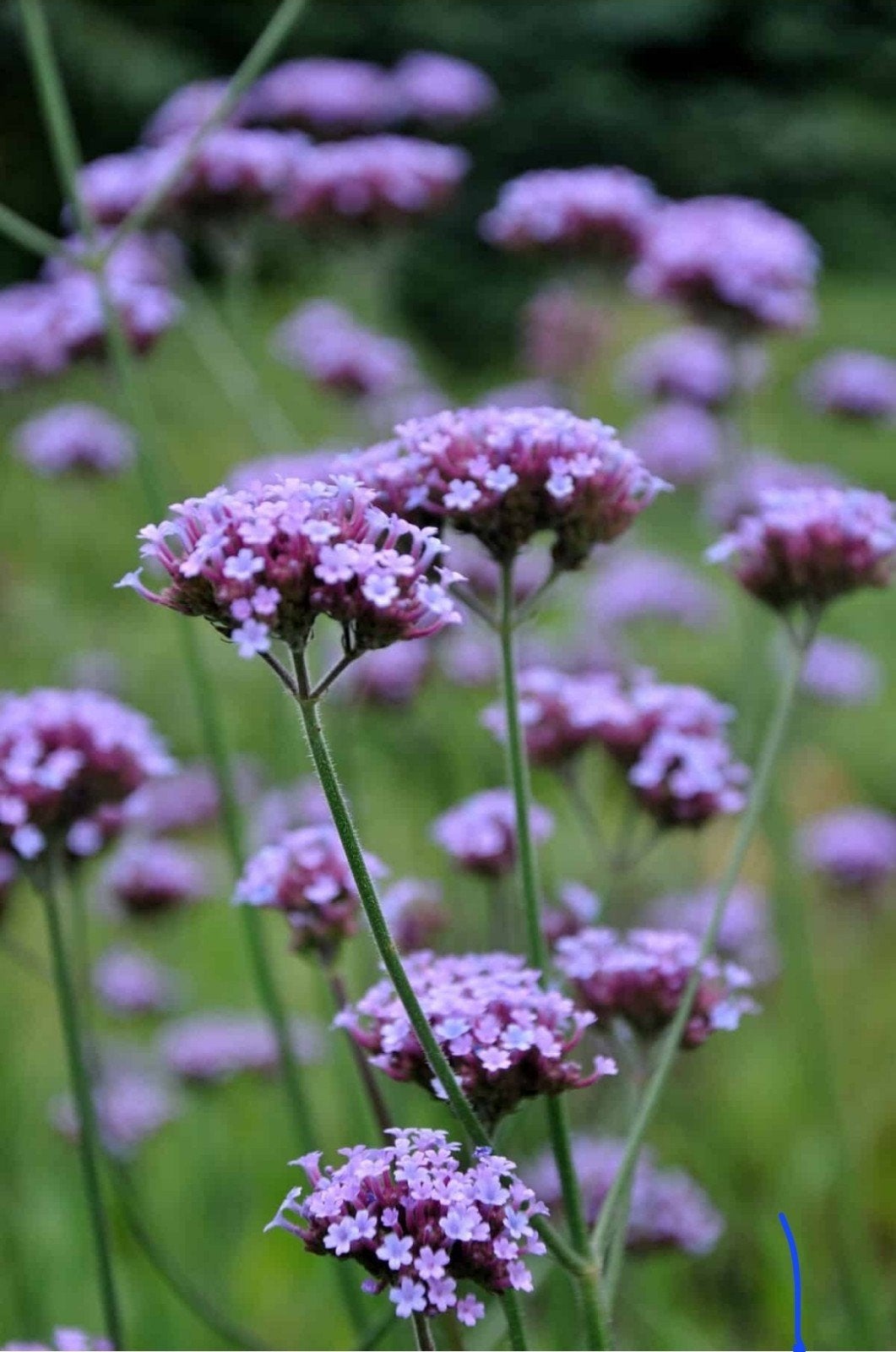 Verbena Bonariensis ijzerhard, Overige soorten, Volle zon, Vaste plant, Ophalen of Verzenden