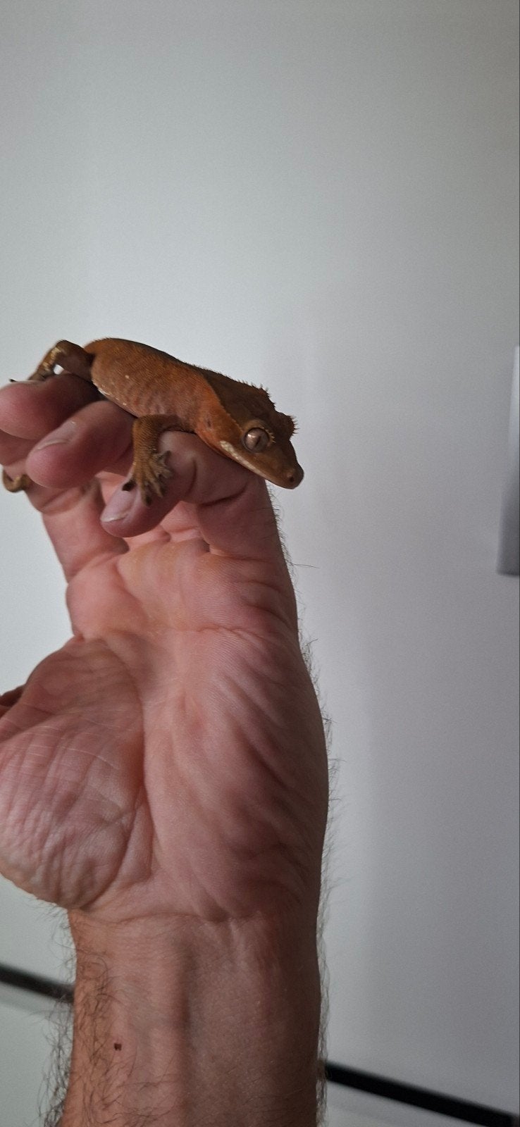wimpergekko lama 251 21-6-25 17gr man, Dieren en Toebehoren