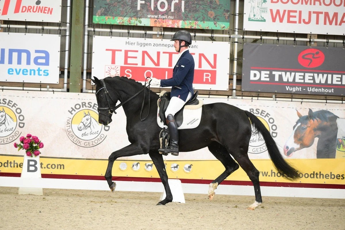 Chique lichtvoetige 4 jarige merrie, Merrie, Dressuurpaard, 3 tot 6 jaar, 165 tot 170 cm