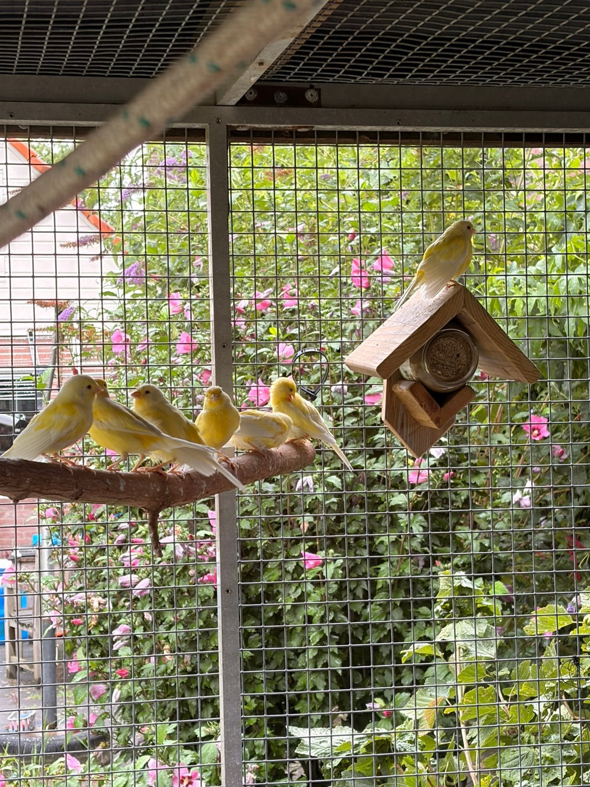 Kanaries, Meerdere dieren, Kleurkanarie