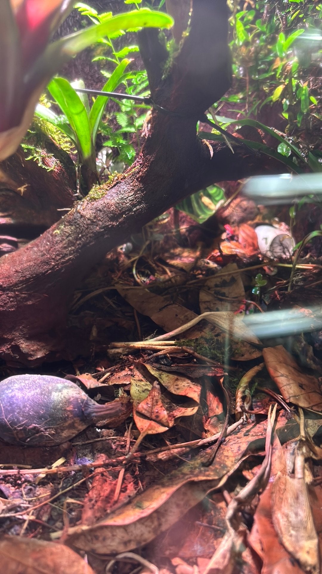 Oophaga pumilio escudo man, Ophalen of Verzenden, Zo goed als nieuw