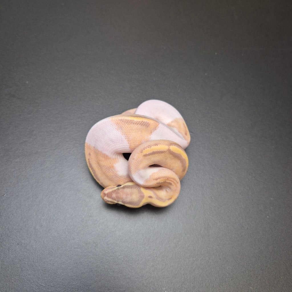 pastel banana piebald p. regius Ball Python - unknown for sale from Roundhog serpents