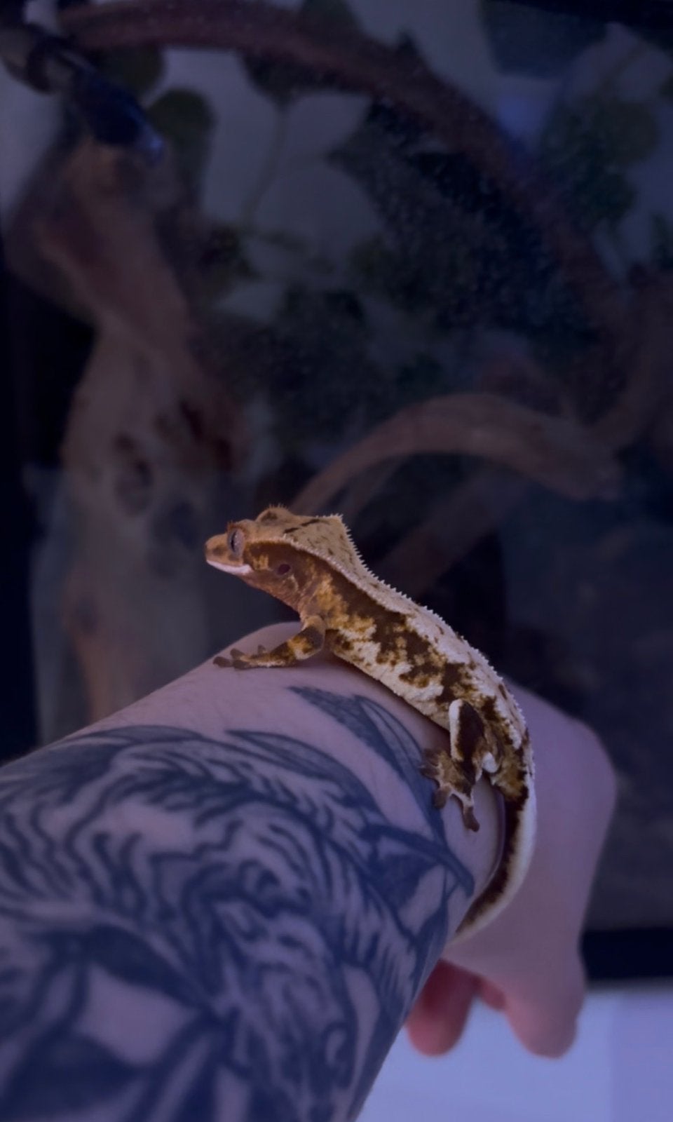 Complete Crested Gecko Setup: Custom Exo Terra Terrarium, Ophalen of Verzenden, Gebruikt, Terrarium of Paludarium