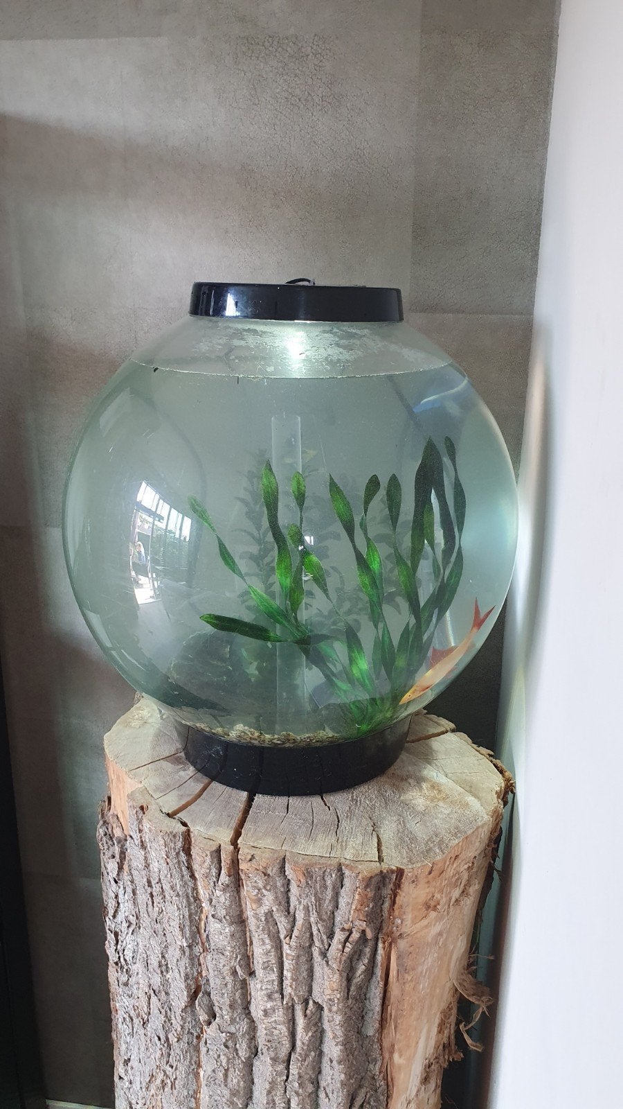 BIORB 60 L aquarium, Ophalen, Gebruikt, Overige merken, Leeg aquarium