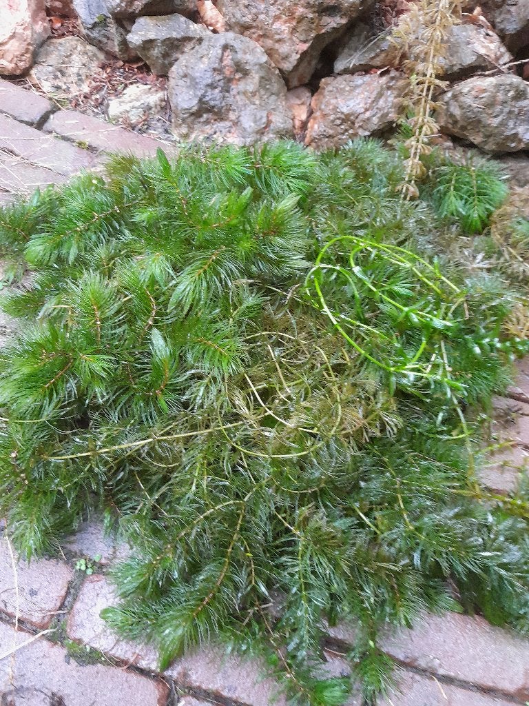 Vijverplanten, Tuin en Terras, Ophalen