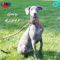 Italiaanse Windhond (Blauw) Ernie & Gary, 15 weken tot 1 jaar, Buitenland, Meerdere, CDV (hondenziekte)