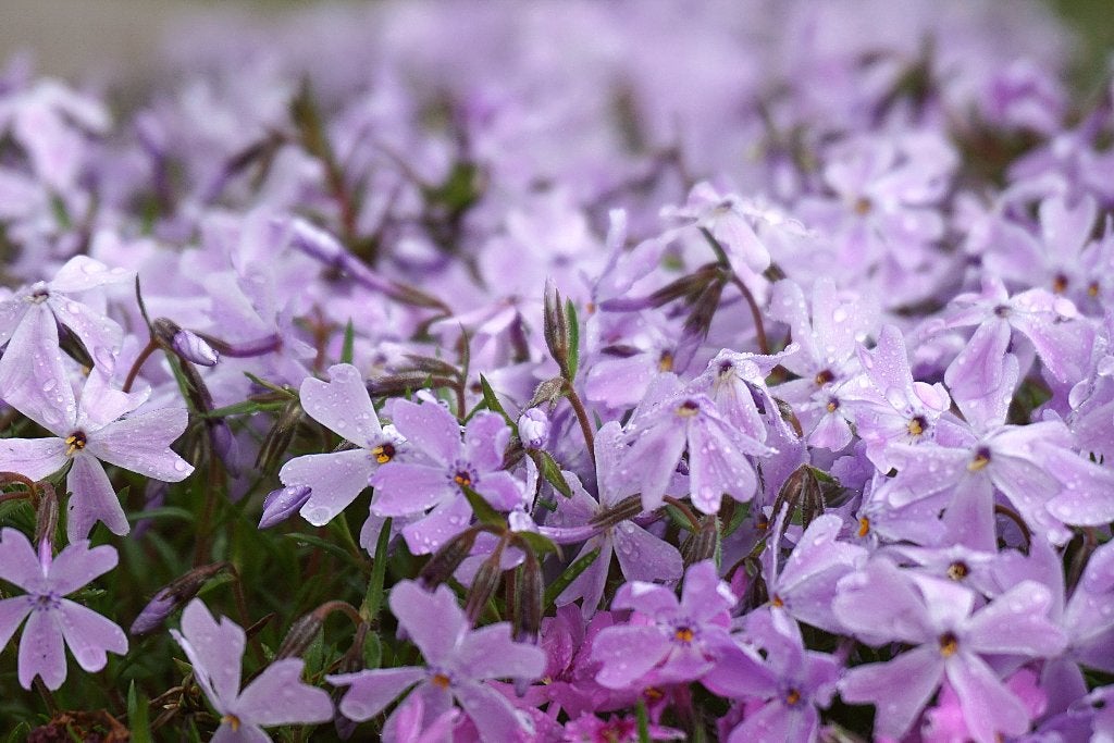 Kruipphlox – Phlox – diverse soorten & variëteiten, Overige soorten, Volle zon, Vaste plant, Ophalen of Verzenden