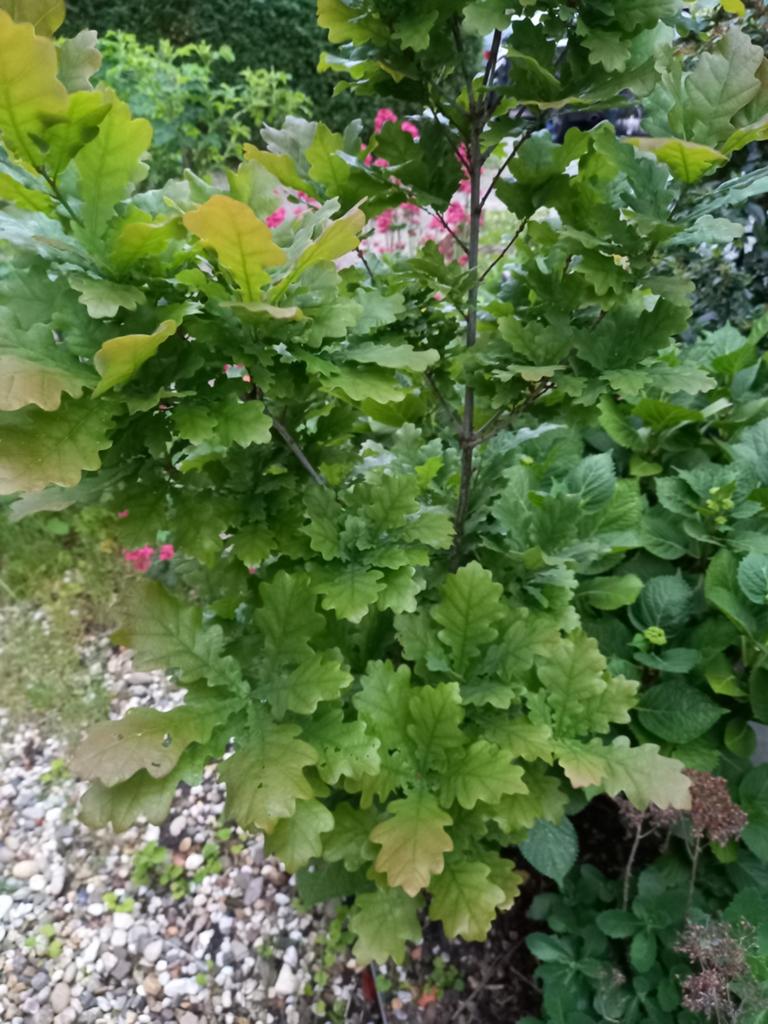 Eikenboom Hoogte 140cm, Tuin en Terras, Ophalen, Bloeit niet, Halfschaduw, Overige soorten