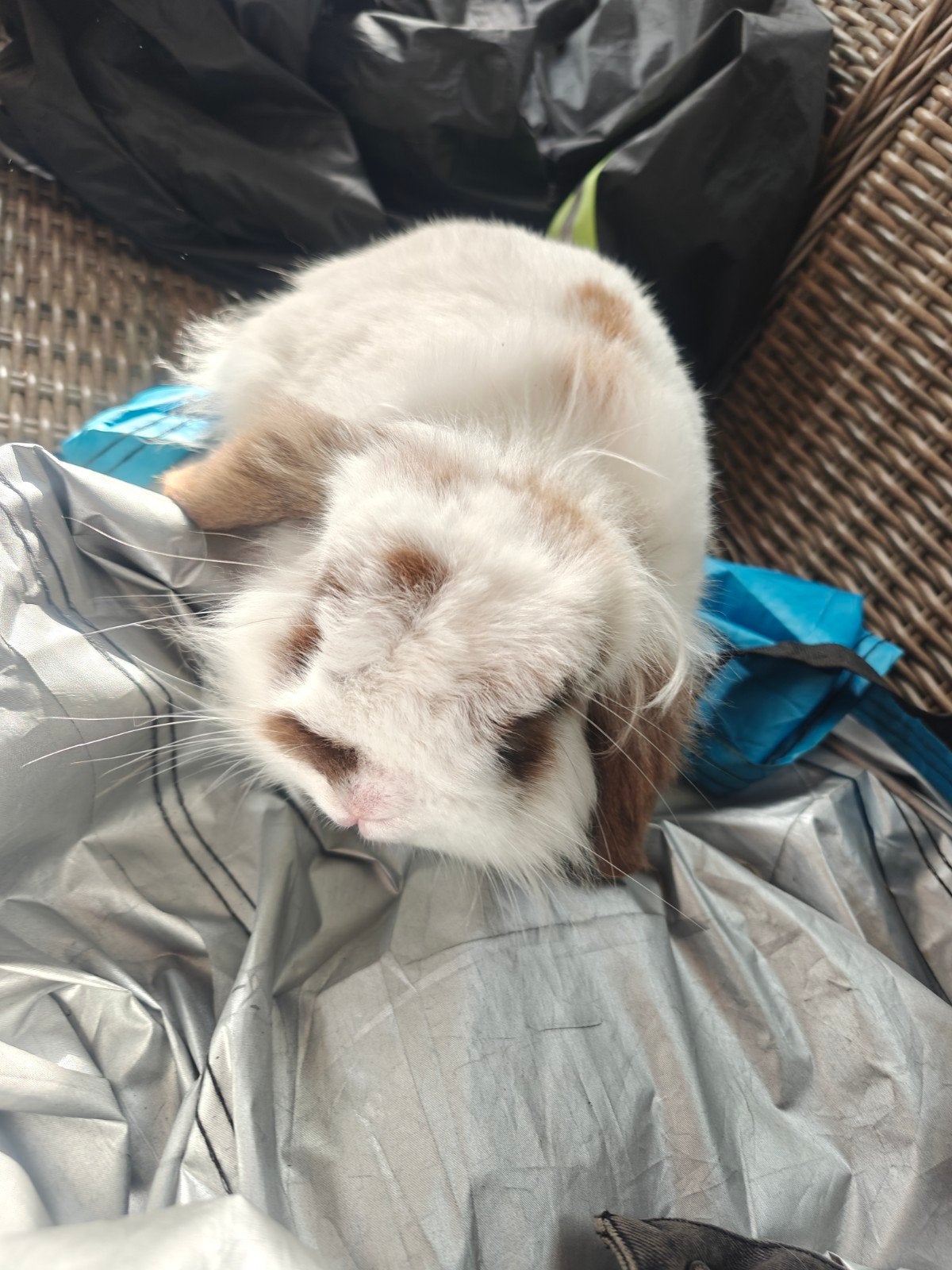 Konijn dwerg mannetje 2 jaar oud, Dieren en Toebehoren, Mannelijk, Dwerg, Hangoor, 0 tot 2 jaar