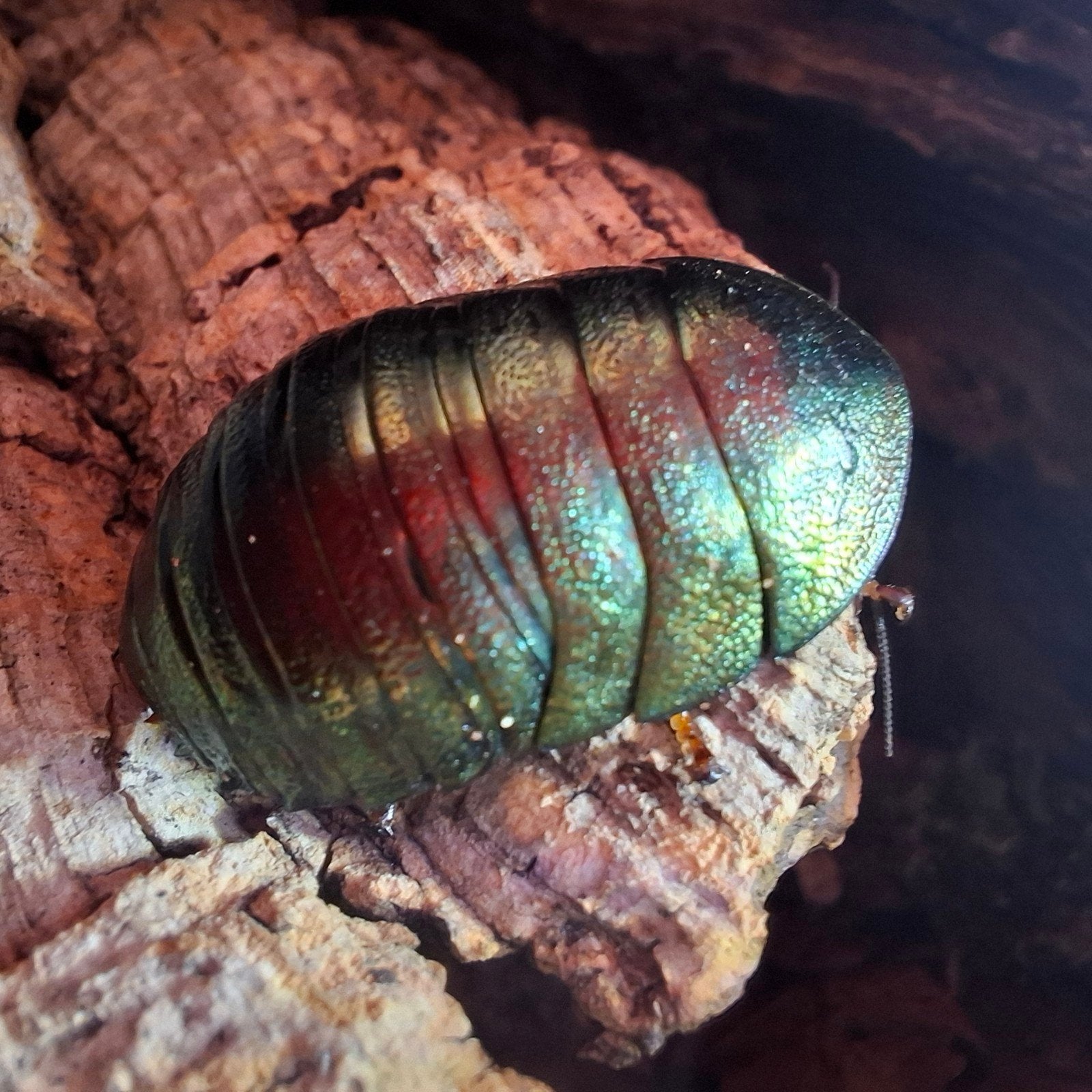 Emerald roach Smaragd kakkerlak, Dieren en Toebehoren, Overige soorten