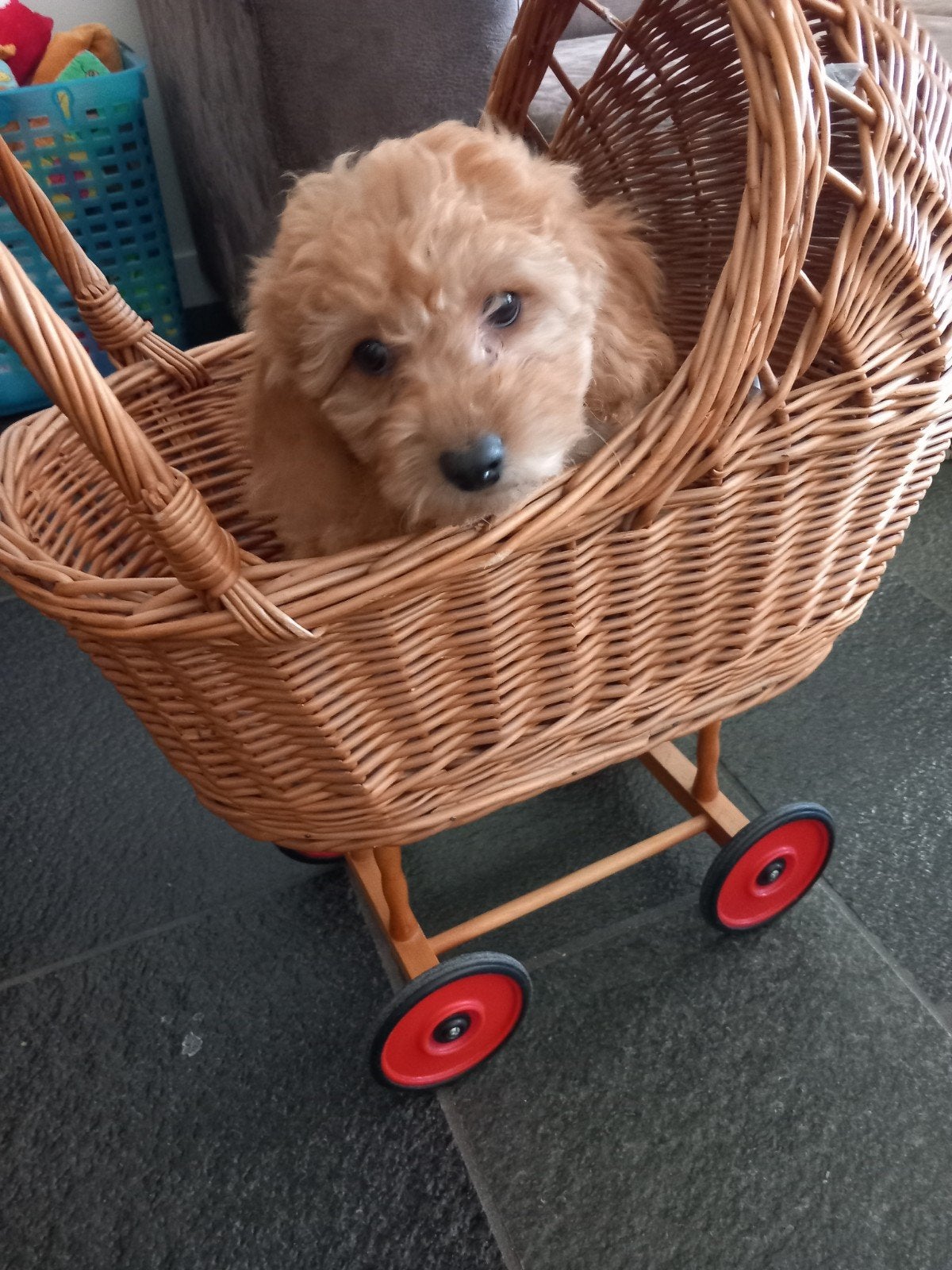 Mooie speelse maltipoo pup, Dieren en Toebehoren, Honden | Chihuahua's en Gezelschapshonden, Overige rassen, 8 tot 15 weken, Meerdere dieren