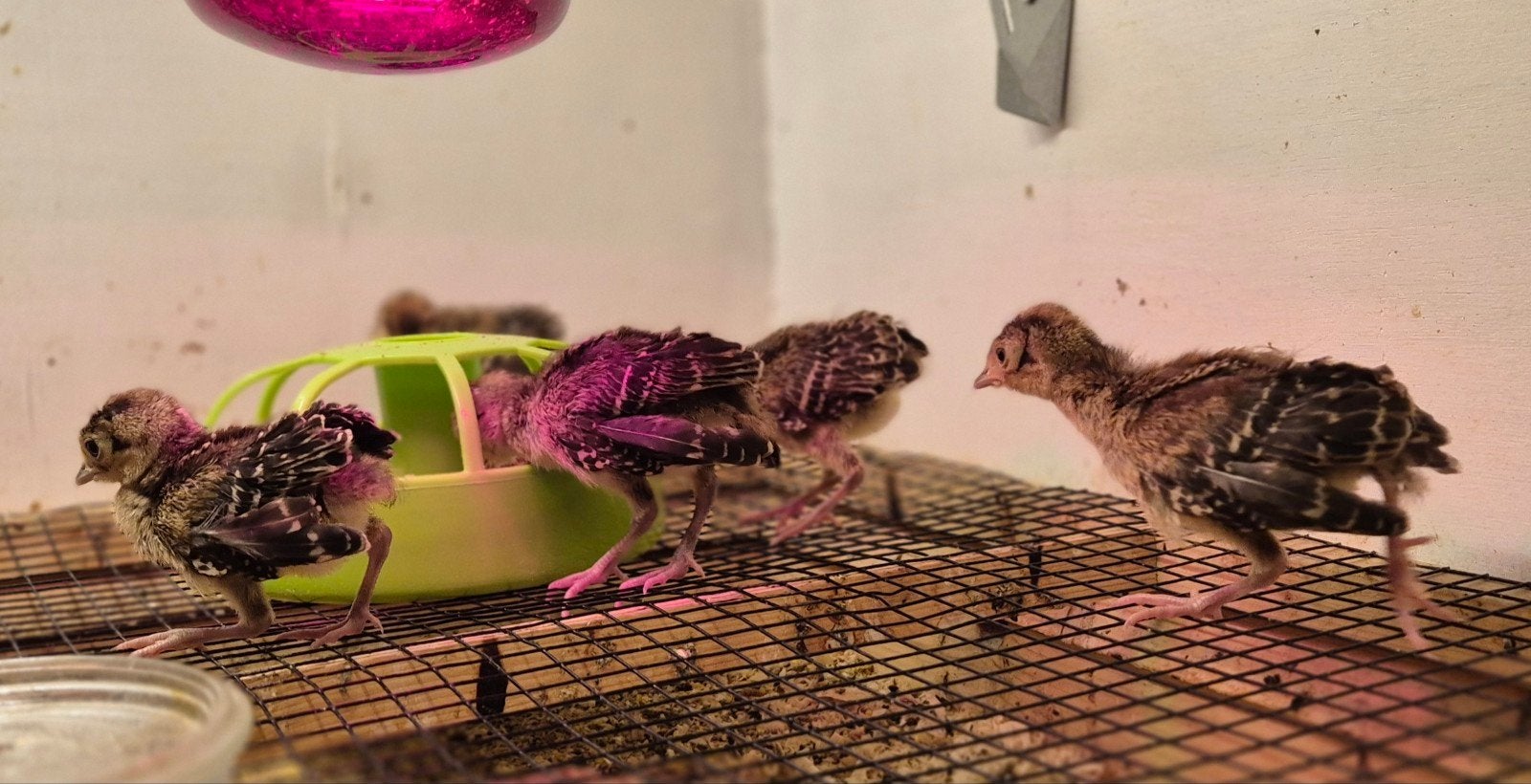 5x Versicolor Fazant kuikens 22Mei2026, Meerdere dieren, Overige soorten
