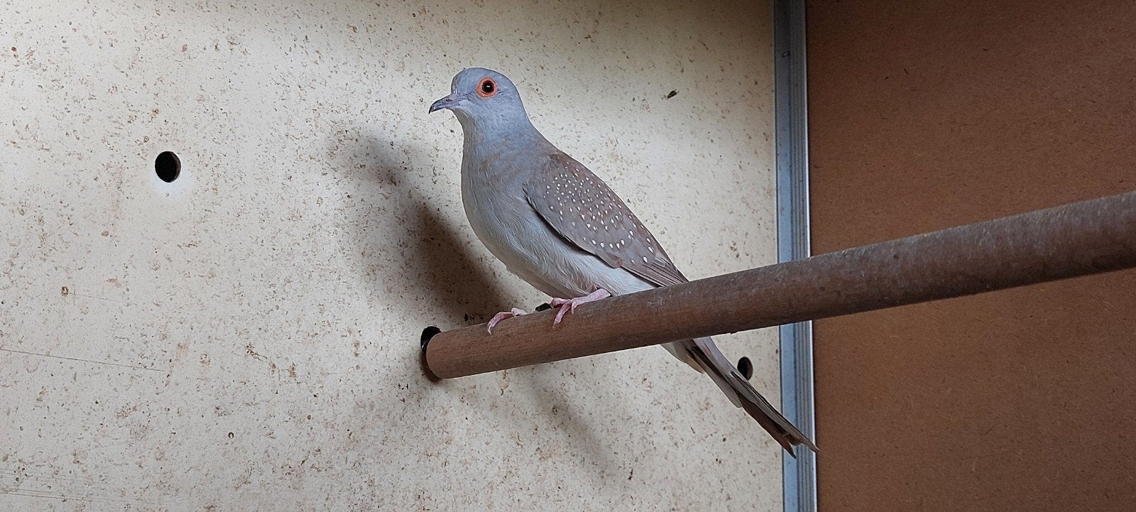 2-3  wildkleur diamantduiven, Meerdere dieren, Geringd