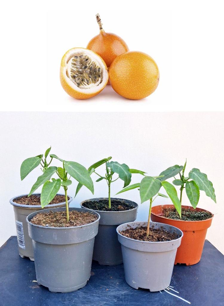 Passiflora Ligularis-Granadilla’s Zoete Passievrucht Plantje, Minder dan 100 cm, Overige soorten, In pot, Ophalen of Verzenden