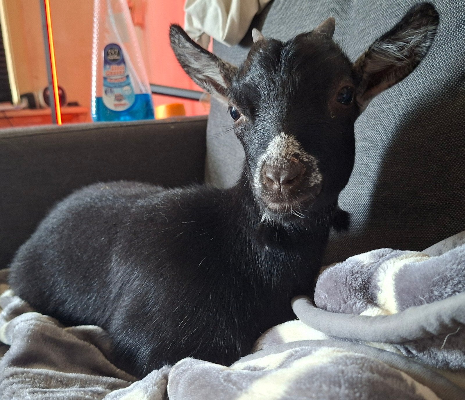 dwerggeitje te koop heel mak, Dieren en Toebehoren, Vrouwelijk, Geit, 0 tot 2 jaar