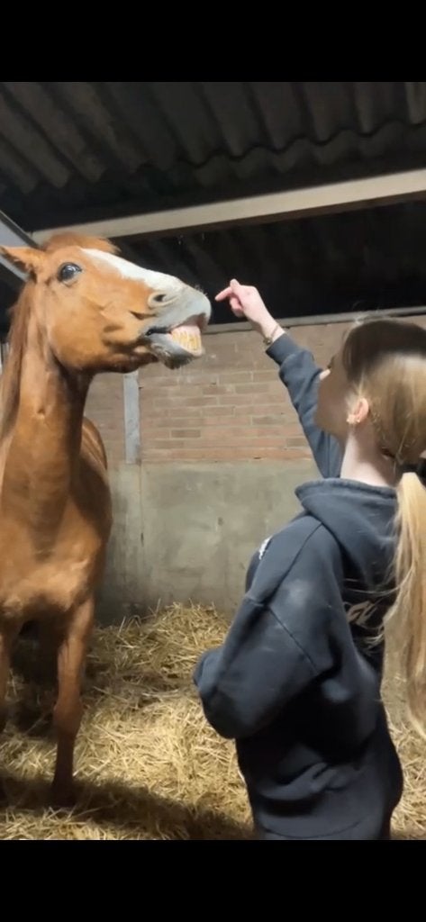 Verzorger/bijrijder aangeboden, Dieren en Toebehoren, Paarden en Pony's | Overige Paardenspullen, Ophalen of Verzenden, Nieuw