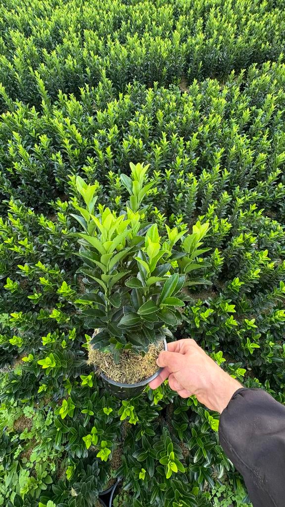 Euonymus Green Spire haagplanten | buxusvervanger, Overige soorten, Vaste plant, Ophalen of Verzenden, Bloeit niet
