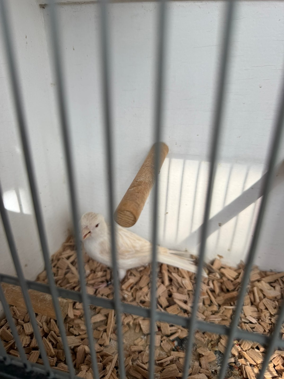 Wit satinet pop, Dieren en Toebehoren, Vrouwelijk, Geringd
