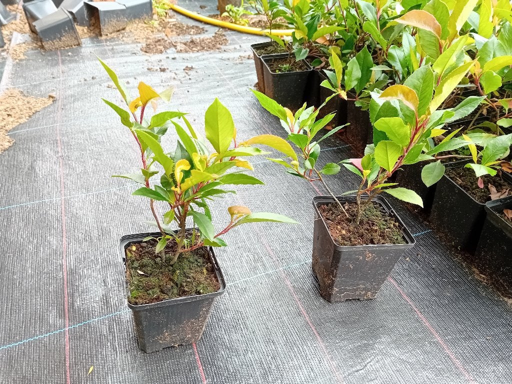 Photinia Red Robin, Tuin en Terras, Ophalen, Overige soorten, Halfschaduw