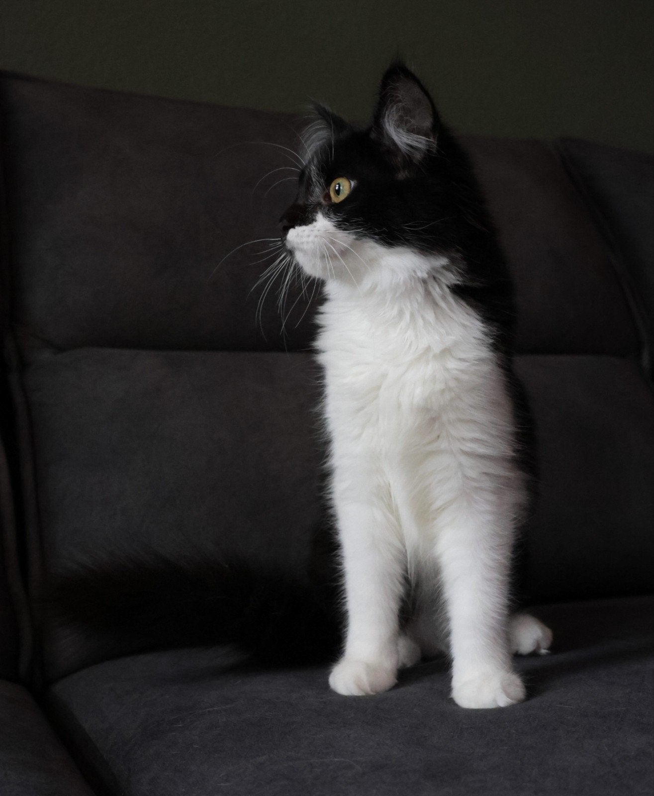 laatste Lieve Maine Coon x American Ringtail kitten, Meerdere dieren, Ontwormd, 0 tot 2 jaar