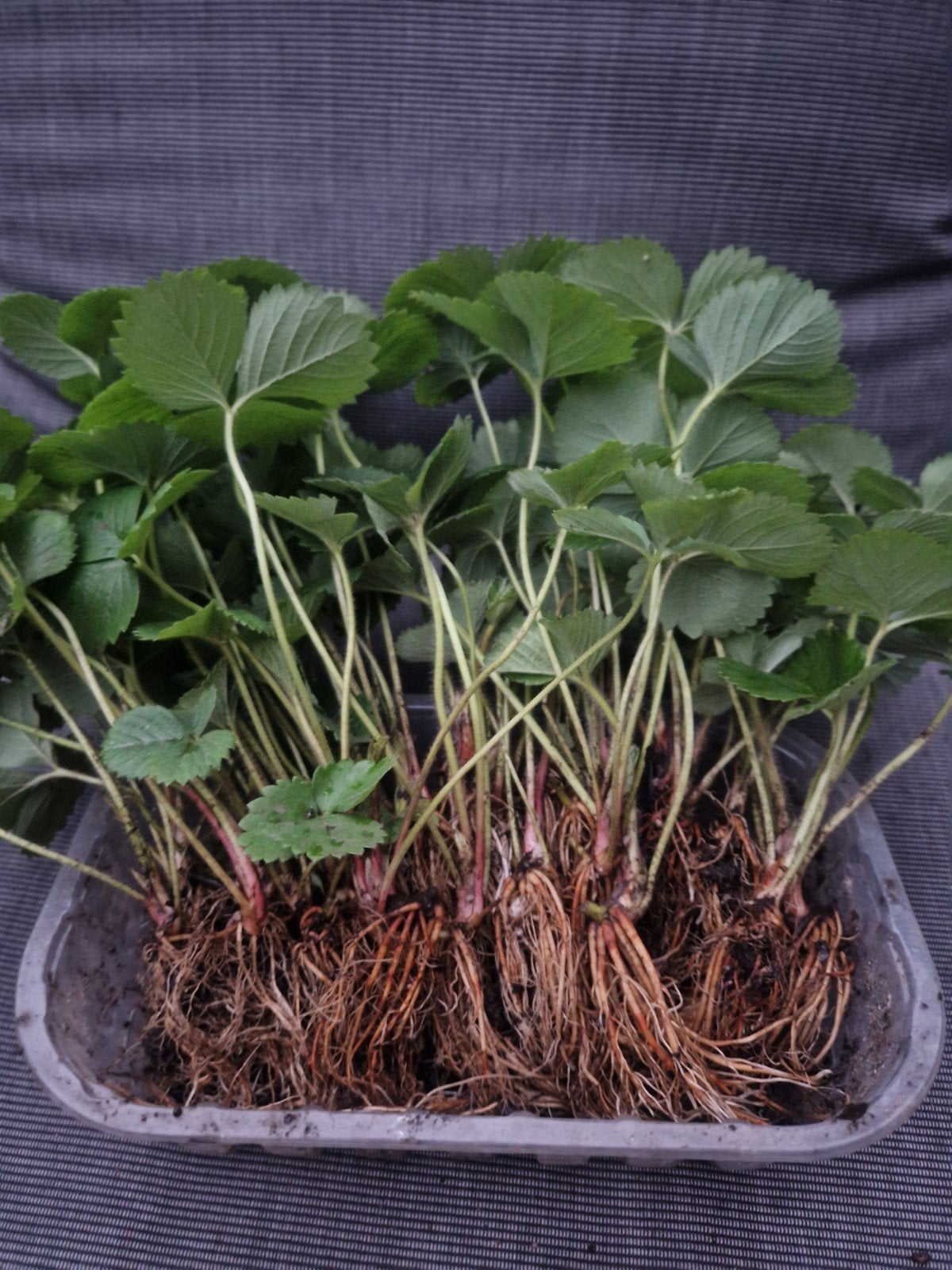 Korona aardbeienstekken met goed ontwikkelde ruime wortel, Ophalen of Verzenden, Overige soorten, Volle zon