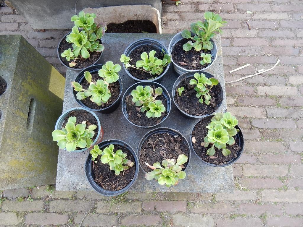 MOOIE SAXIFRAGA, Ophalen, Bodembedekkers, Volle zon, Vaste plant