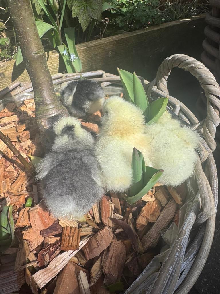 Usa zijdehoen kuikens 🐣 zijdehoender, Geslacht onbekend, Kip