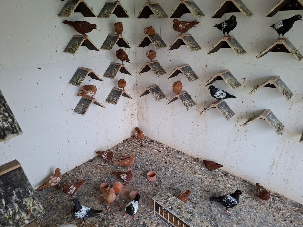 nederlandse hoogvliegers vliegtype, Dieren en Toebehoren, Meerdere dieren, Overige soorten