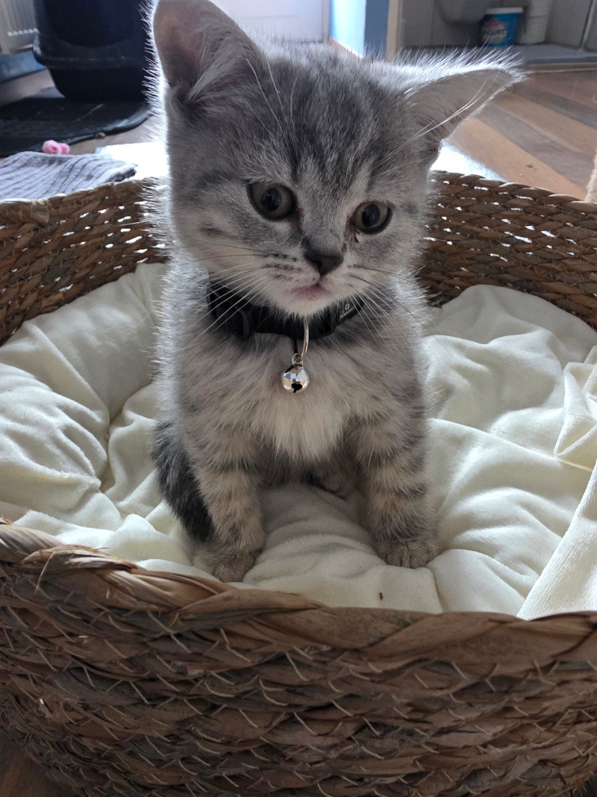 Britse korthaar kittens zuiver ras, Poes