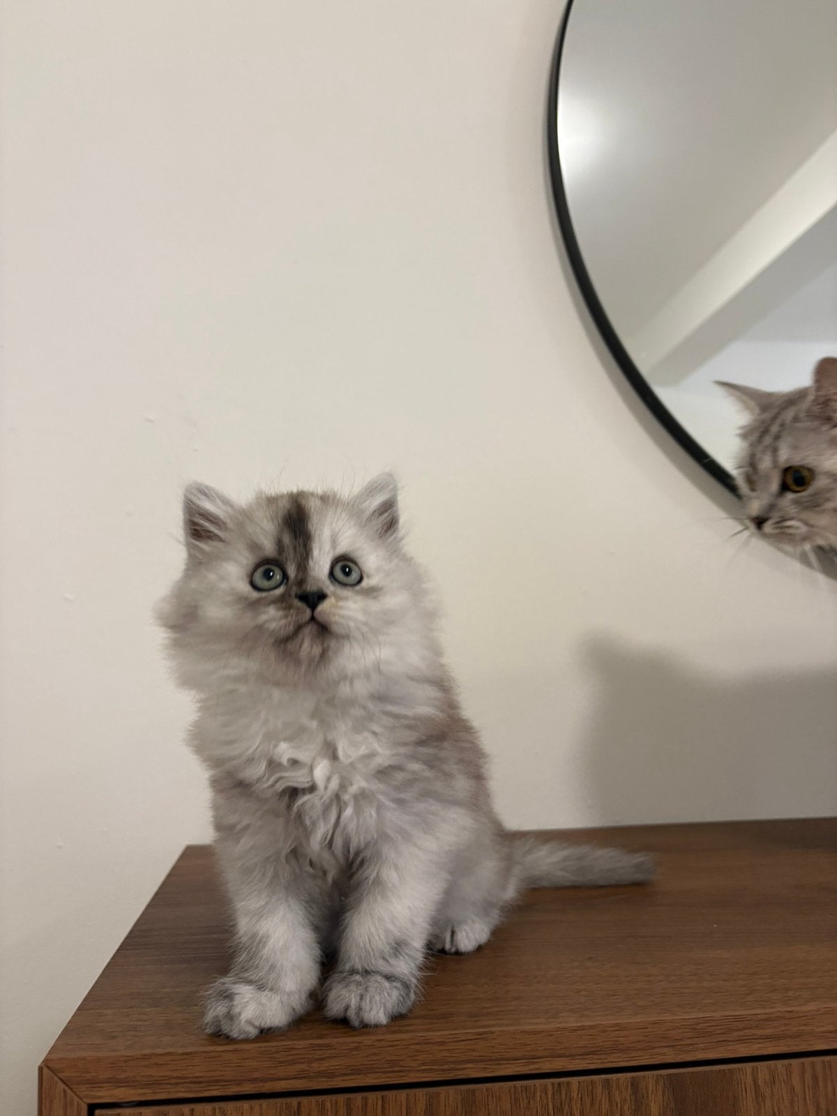 Britse langhaar kitten (Limburg, Belgie!), Dieren en Toebehoren, Katten en Kittens | Raskatten | Langhaar, Kater, Ontwormd, 0 tot 2 jaar
