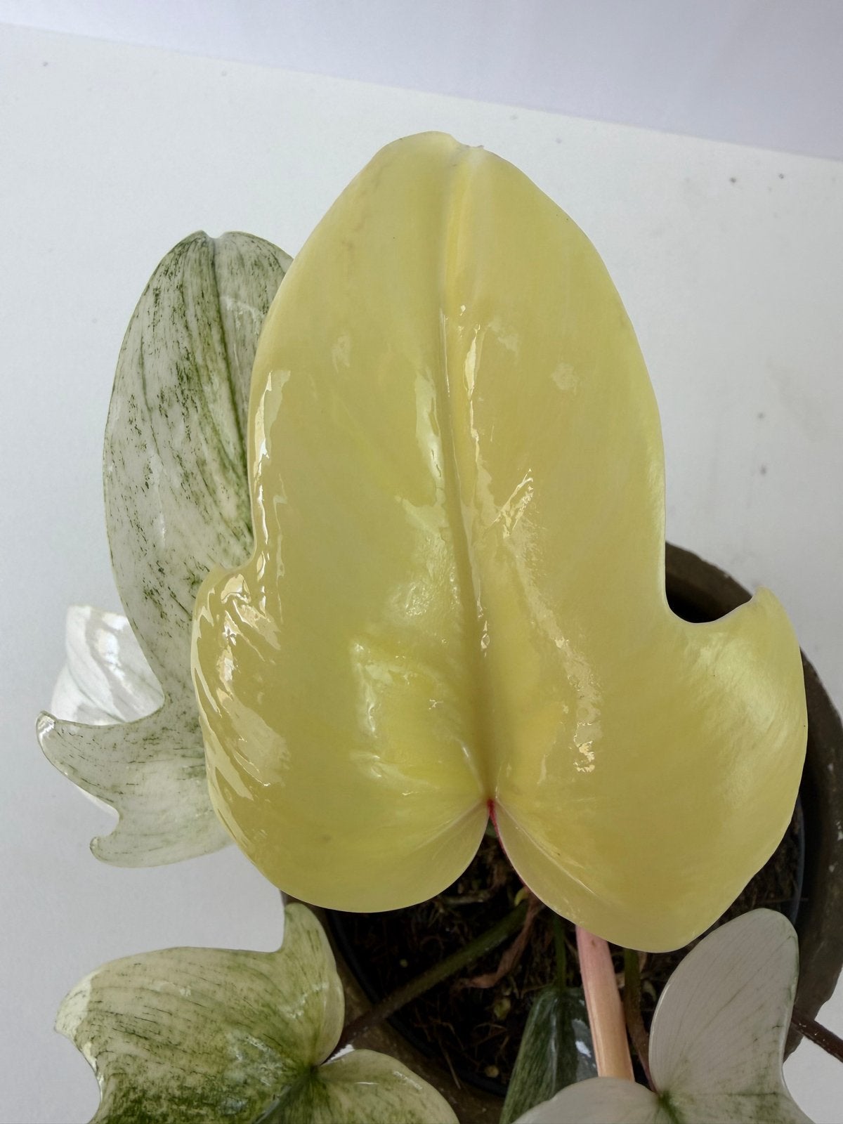Philodendron Florida Ghost p12, Huis en Inrichting, Kamerplanten, Ophalen of Verzenden