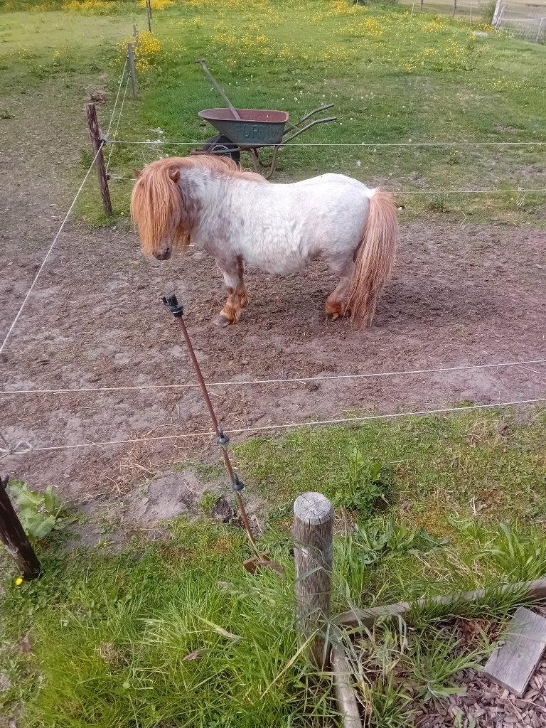 Te koop of te ruil. Dekhengst, Dieren en Toebehoren, Hengst